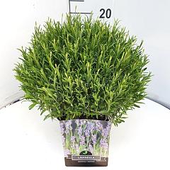 Lavandula ang. 'Munstead'