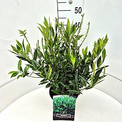 Prunus l. 'Otto Luyken'