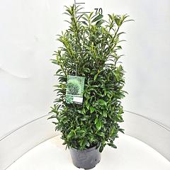 Prunus l. 'Sofia' PBR