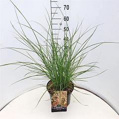 Miscanthus sin. 'Flamingo'