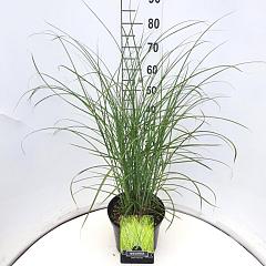 Miscanthus sin. 'Gracillimus'