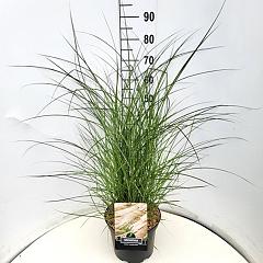 Miscanthus sin. 'Yaku Jima'