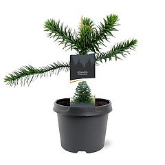 Araucaria araucana