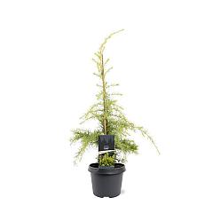 Cedrus deod. 'Aurea'