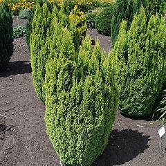 Chamaecyparis l. 'Ellw. Gold'