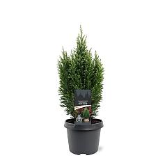 Chamaecyparis l. 'Snow White'