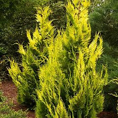 Chamaecyparis l. 'Yvonne'
