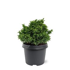 Cryptomeria j. 'Yokohama'