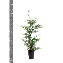 Cupressocyparis leylandii