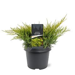 Juniperus pf. 'Gold Coast'
