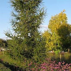 Larix kaempferi