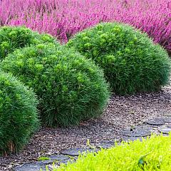 Pinus nigra 'Green Pearl'