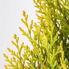 Platycladus or. 'Pyramidalis Aurea'