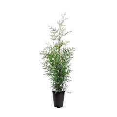 Thuja occ. 'Brabant'
