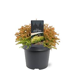 Thuja occ. 'Golden Tuffet'