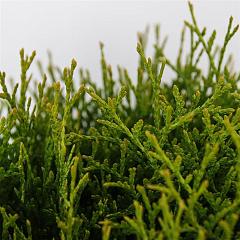 Thuja occ. 'Tiny Tim'