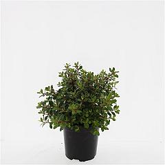 Escallonia 'Red Dream'