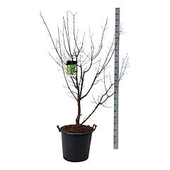 Acer griseum