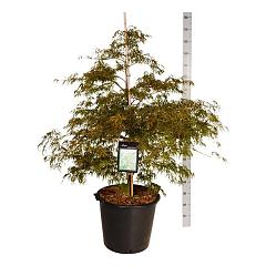 Acer pal. 'Dissectum'