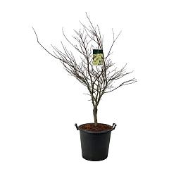 Acer pal. 'Osakazuki'