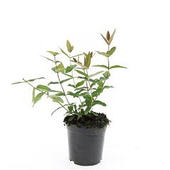 Hypericum inod. 'Autumn Blaze'