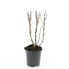 Hypericum inod. 'Beauty'