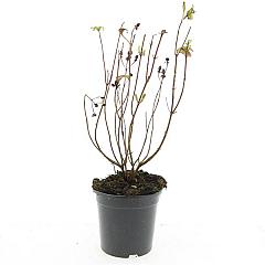 Hypericum inod. 'Orange Flair'