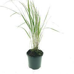 Calamagrostis acut. 'Karl Foerster'