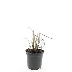 Miscanthus sin. 'Kleine Silberspinne'