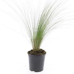 Stipa tenuissima 'Ponytails'