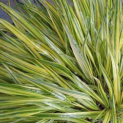 Hakonechloa macra 'Aureola'