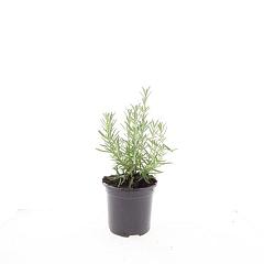 Rosmarinus officinalis