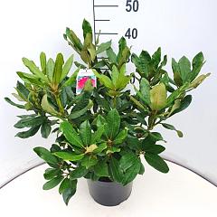 Rhododendron 'Nova Zembla'