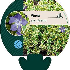 Vinca major 'Variegata'