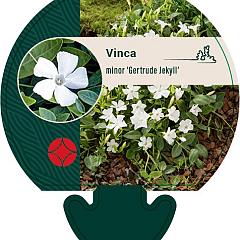 Vinca minor 'Gertrude Jekyll'