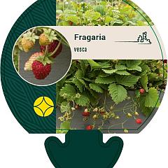 Fragaria vesca