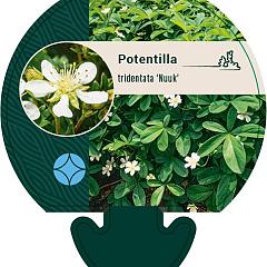 Potentilla tridentata 'Nuuk'