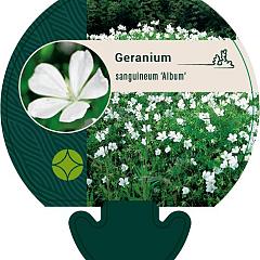 Geranium sang. 'Album'