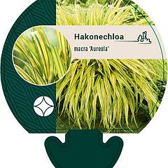 Hakonechloa macra 'Aureola'