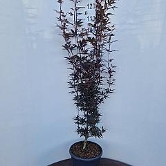 Acer pal. 'Skeeter's Broom'