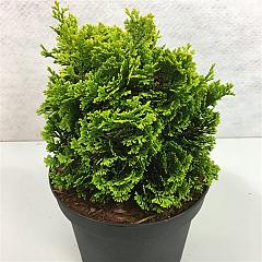Chamaecyparis o. 'Aurora'