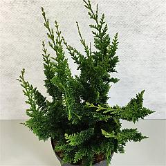 Chamaecyparis o. 'Teddy Bear'