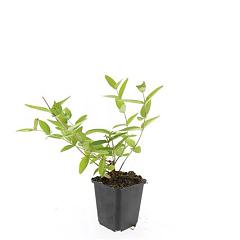 Hypericum inod. 'Annebel'