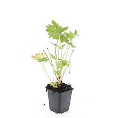 Geranium macr. 'Ingwersen's Var.'