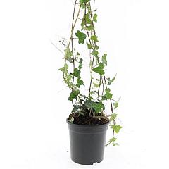 Hedera helix