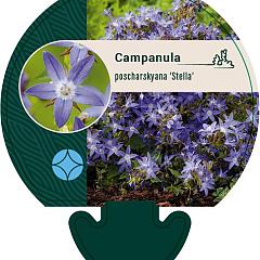 Campanula posch. 'Stella'