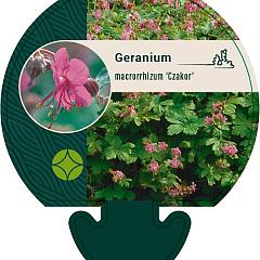 Geranium macr. 'Czakor'
