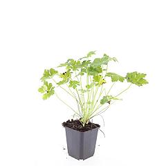 Geranium macr. 'Czakor'