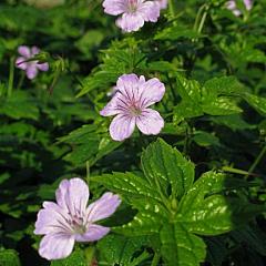 Geranium nodosum