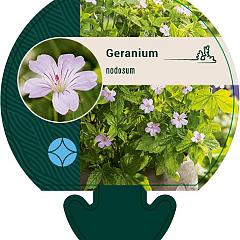 Geranium nodosum
